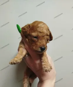 Щенки Померанский шпиц 2 девочки