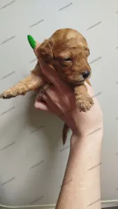 Щенки Померанский шпиц 2 девочки