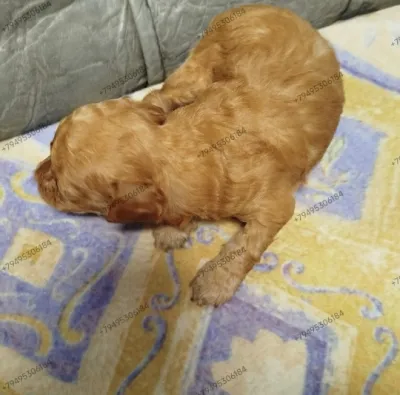 Щенки Померанский шпиц 2 девочки