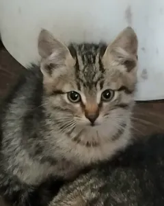 Отдам котёнка в добрые руки. Кушает все