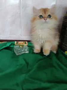 В продаже британский котик и кошечка в окрасе