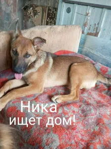 Щенок Ника ищет дом