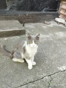 Отдам в добрые руки котенка и кошечку Котенок