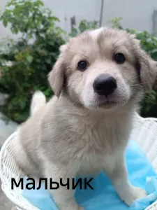 Отдам в добрые руки щенков домашних