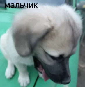 Отдам в добрые руки щенков домашних