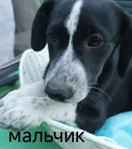 Отдам в добрые руки щенков домашних