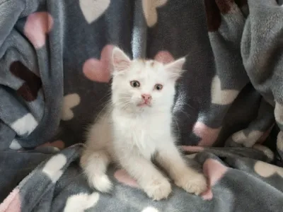 Отдам котенка в хорошие руки