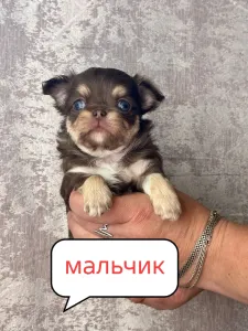 Продам щенков чихуахуа. Д. Р. 17 августа
