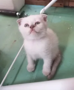 Осталось два мальчика ! Колор Пойнт