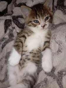 Продаются котята