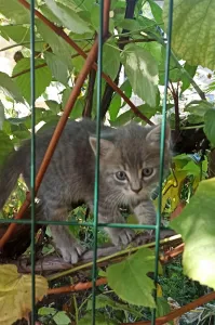 Ищут дом и заботливую семью котята