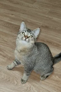 Продаётся шотландский котик скоттиш-страйт от