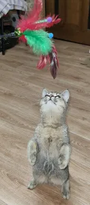 Продаётся шотландский котик скоттиш-страйт от