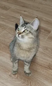 Продаётся шотландский котик скоттиш-страйт от