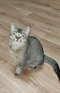 Продаётся шотландский котик скоттиш-страйт от