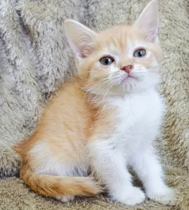 Шотландский мальчик скоттиш-страйт золотой