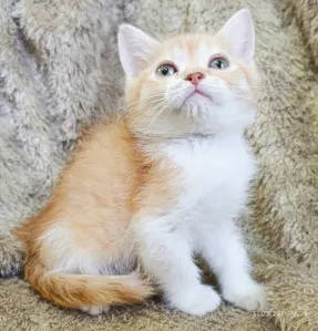 Шотландский мальчик скоттиш-страйт золотой