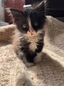 Отдам бесплатно котенка