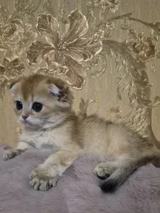 Предлагаются к продаже ласковые