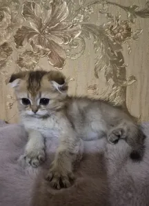 Предлагаются к продаже ласковые