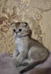 Предлагаются к продаже ласковые