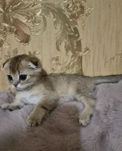 Предлагаются к продаже ласковые