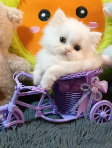 Шикарные Шотландские мальчики