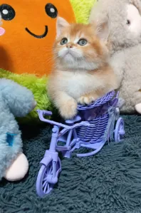 Шикарные Шотландские мальчики