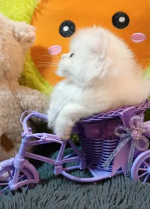 Шикарные Шотландские мальчики