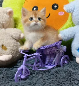 Шикарные Шотландские мальчики