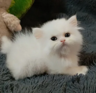 Шикарные Шотландские мальчики