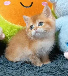 Шикарные Шотландские мальчики