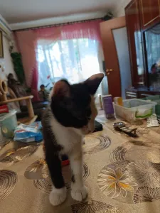 Котёнок Донского сфинкса (Браш с шерстяным