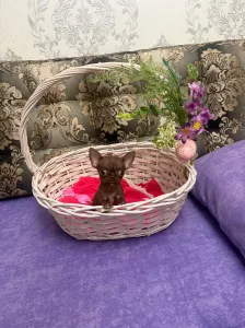 Продаю щенка чихуахуа.