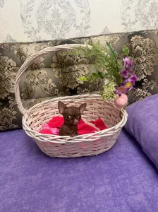 Продаю щенка чихуахуа.