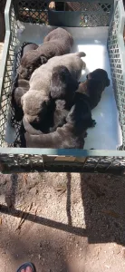Открыта бронь на щенков породы Кане Корсо.