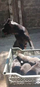 Открыта бронь на щенков породы Кане Корсо.