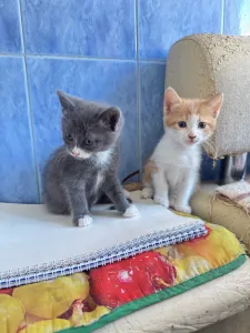 Отдам в хорошие руки котят два мальчика