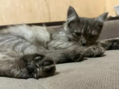 Отдам кошечку в хорошие ручки