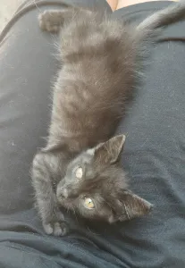 Подкинули котенка
