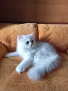 В продаже красивый британский котик хайленд в