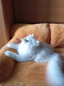 В продаже красивый британский котик хайленд в