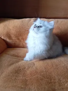 В продаже красивый британский котик хайленд в
