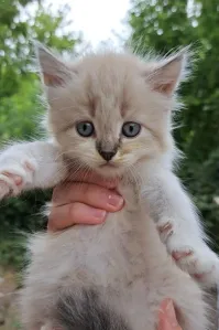 Донецк (ДНР) Продам симпатичных шотландских котят