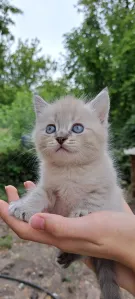 Донецк (ДНР) Продам симпатичных шотландских котят