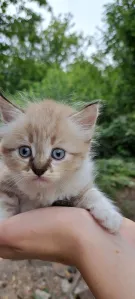 Донецк (ДНР) Продам симпатичных шотландских котят