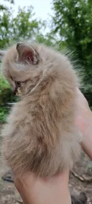Донецк (ДНР) Продам симпатичных шотландских котят