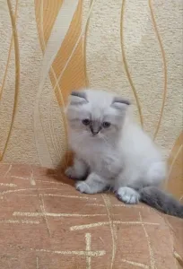 Шотландский прямоухий котик-2 месяца
