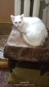 Кошечка-красавица