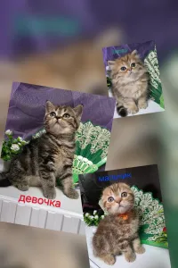 Горловка.Продаються шотландские котята .Больше